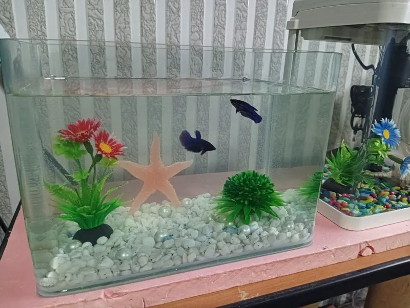 Xitoy quyma akvarium 15 litr komplekti