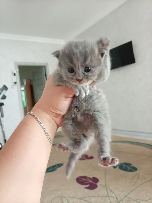 Котята Muwuk 2 Котята Muwuk 2