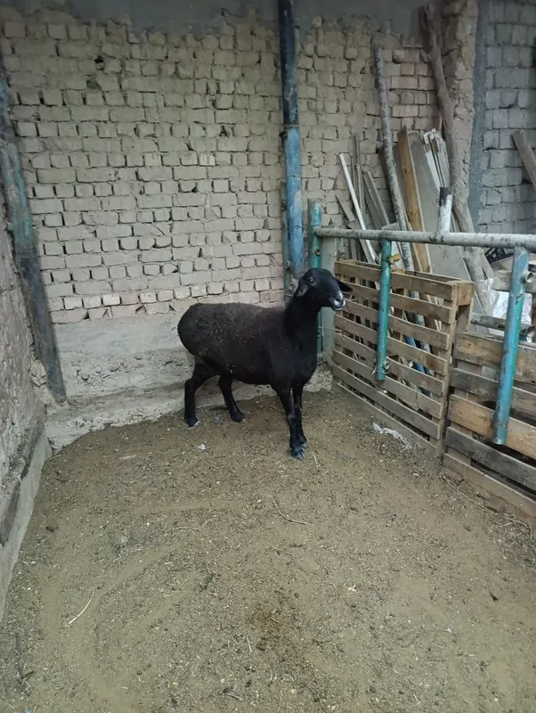 Soliq sotiladi sirochnik 5 Soliq sotiladi sirochnik 5