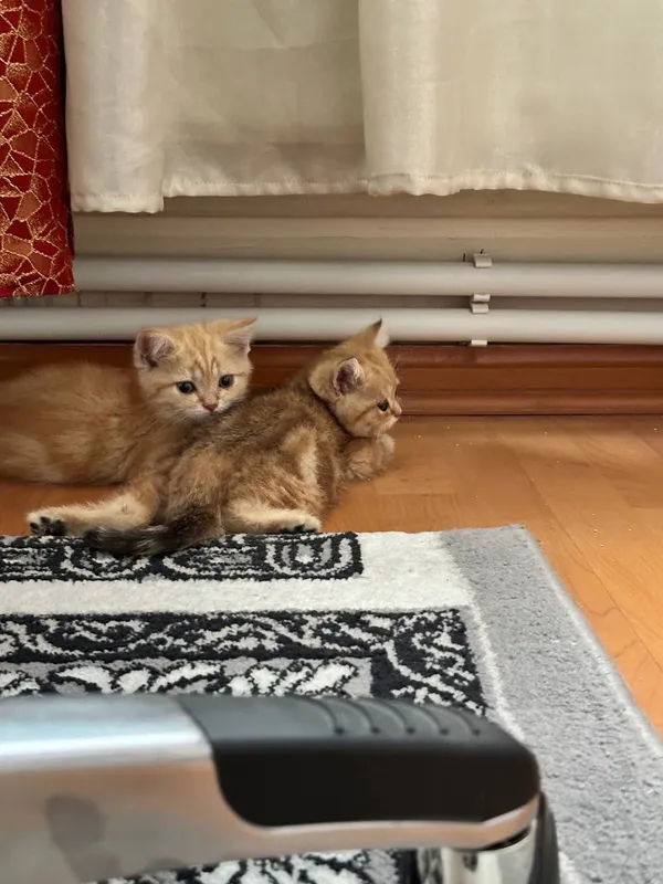 Котята — фото 3