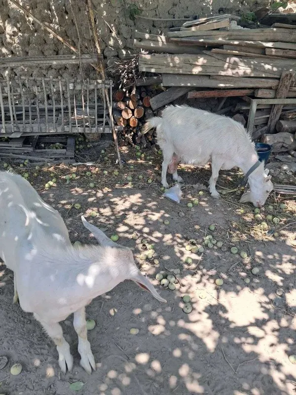 Echki ona va bola 4