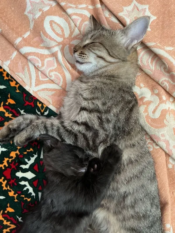 Котенок мальчик в добрые руки 3 Котенок мальчик в добрые руки 3