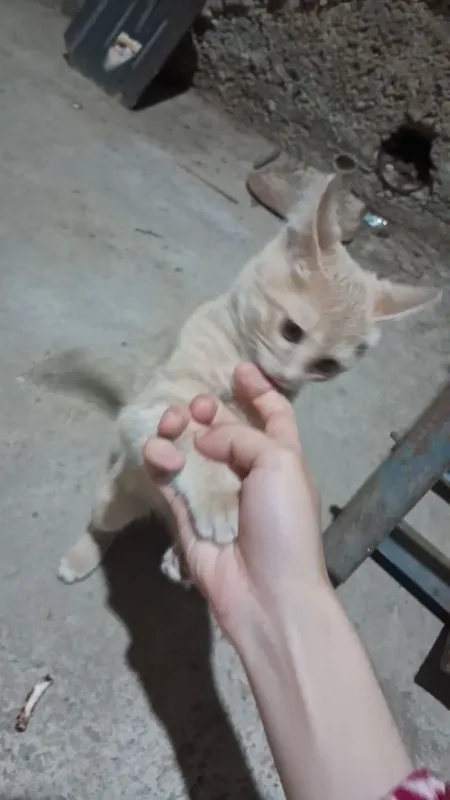 Бесплатний кошка — фото 1
