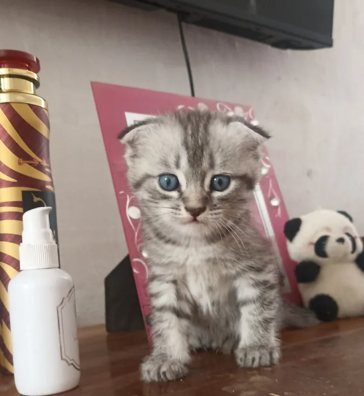 продаются котяки скотиш фолд один месяц им . 6 продаются котяки скотиш фолд один месяц им . 6