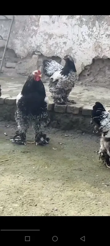 Brama “tochkali” zotli tovuq tuxumi va jo‘jalari sotiladi! Zo