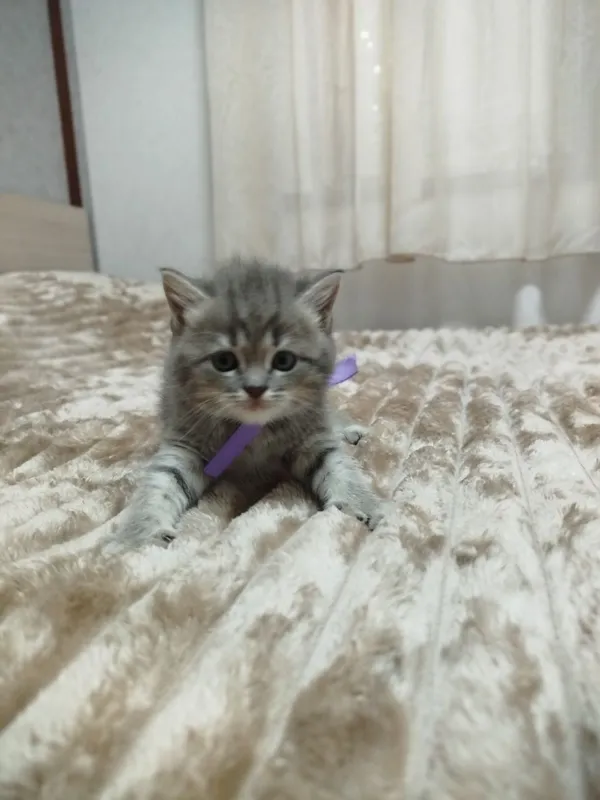 Продаются потрясающие, красивые, ласковые , нежные породистые котята — фото 5