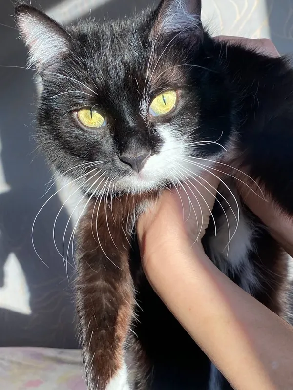 Молодой котик ищет дом