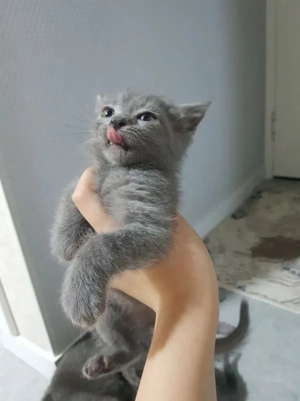 Кошка и ее котята продаются. — фото 1