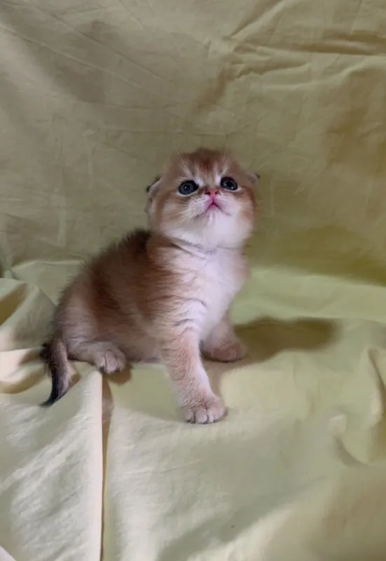 Скоттиш фолд девочка Золотая шиншилла — фото 1