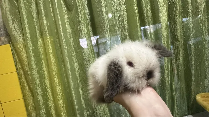 Продаются милые крольчата — фото 3 Продаются милые крольчата — фото 3