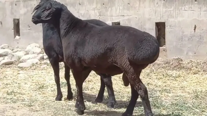Qurbonliq aqiqa va boshqa marosimlaga qo'y buqa bor narxi keliwamiza