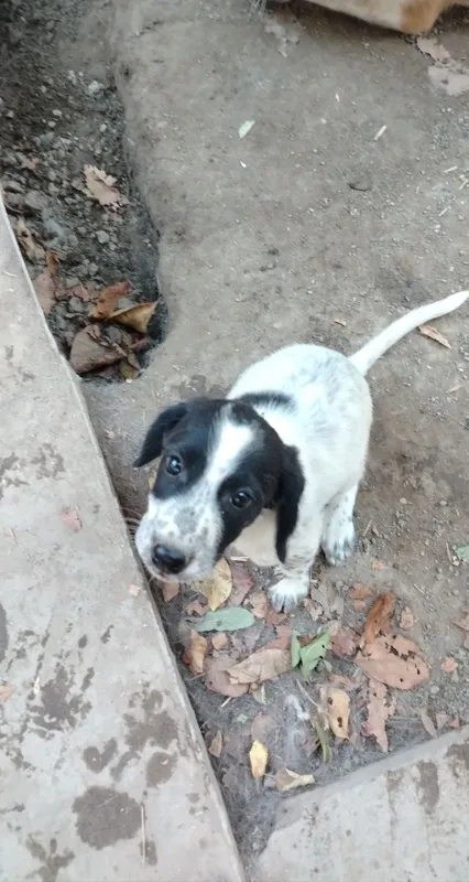 Spaniel kuchukchasi sotiladi, urg‘ochi 7