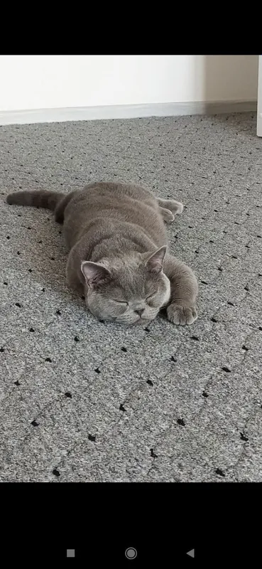 British Shorthair (British Blue) zoti, juda chiroyli mushukcha sotilad 1 British Shorthair (British Blue) zoti, juda chiroyli mushukcha sotilad 1