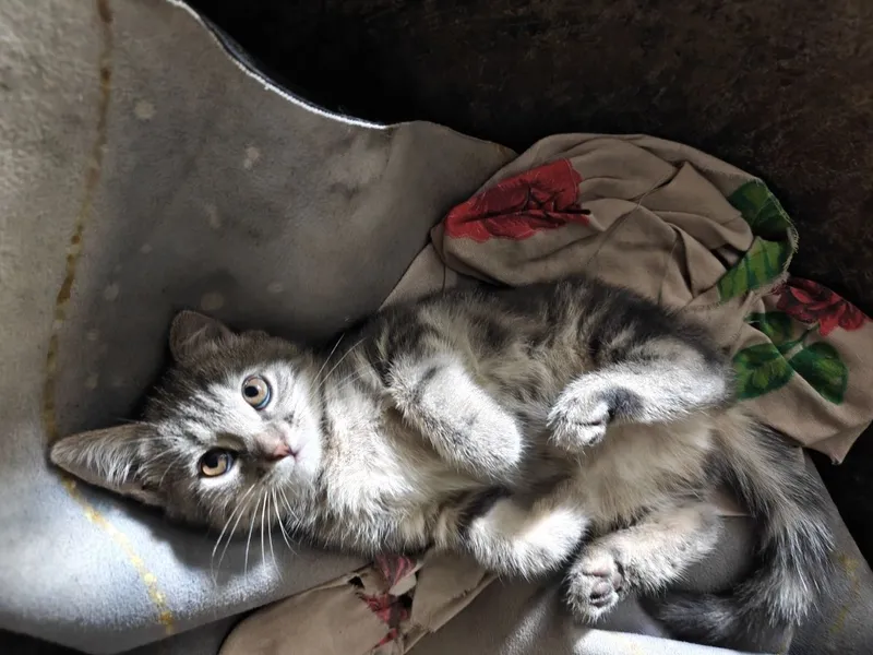 2 котость кошки . 1