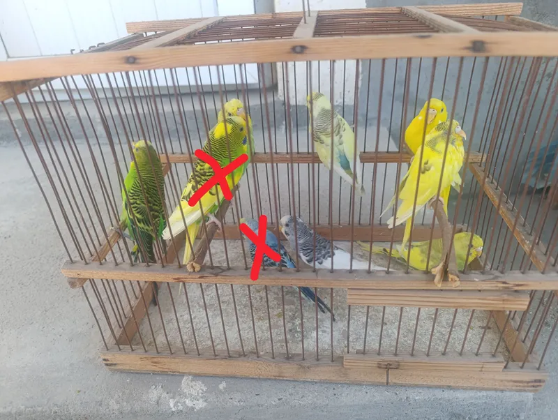 Papugay valnistiy 7ta 65.000 dan optim kelishiladi 5