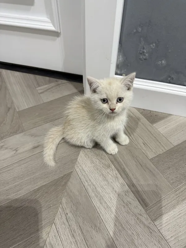 Котята золотые шиншилы 4 Котята золотые шиншилы 4