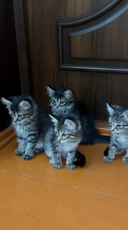 Котята чистые домашние, мама сиамская — фото 1