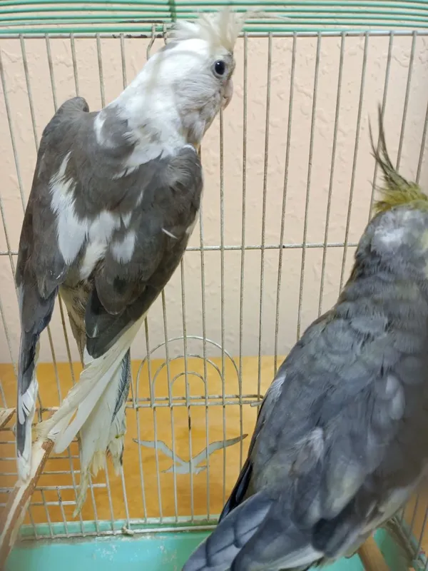 Карелла сотилади 3