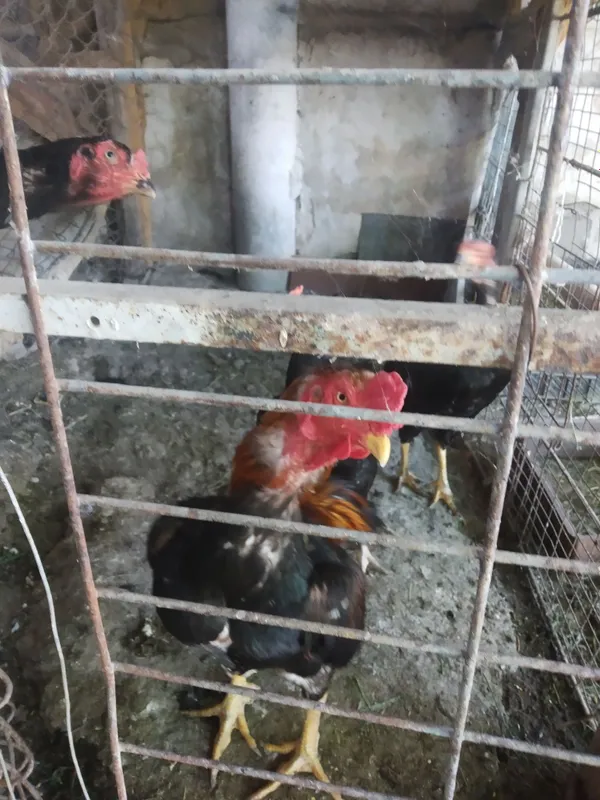 Uyda boqilgan dakang sogʻlom xoʻro poloponlari sotiladi 7 Uyda boqilgan dakang sogʻlom xoʻro poloponlari sotiladi 7