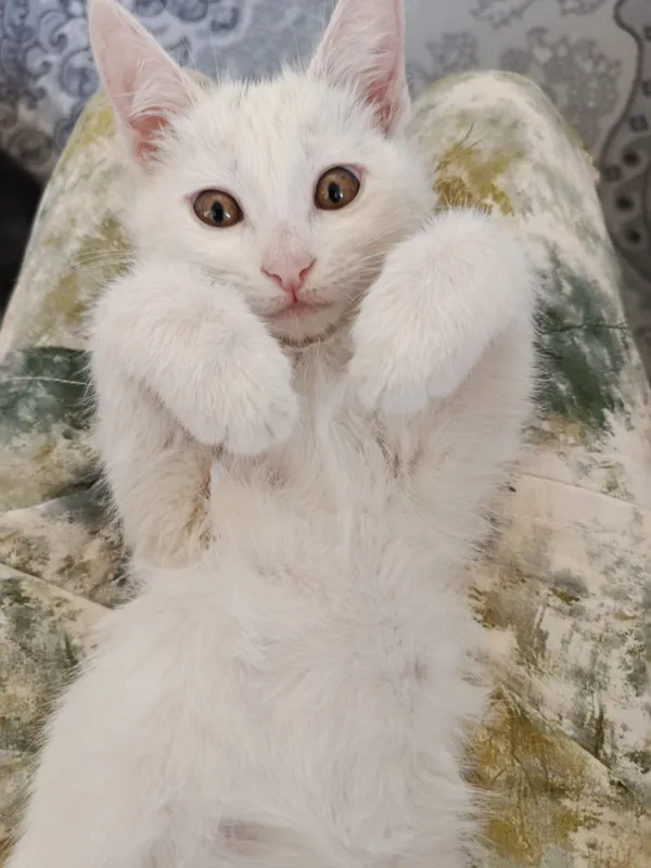 Qiz bola.Mushukcha  1.5 oylik latogga  o‘rgangan