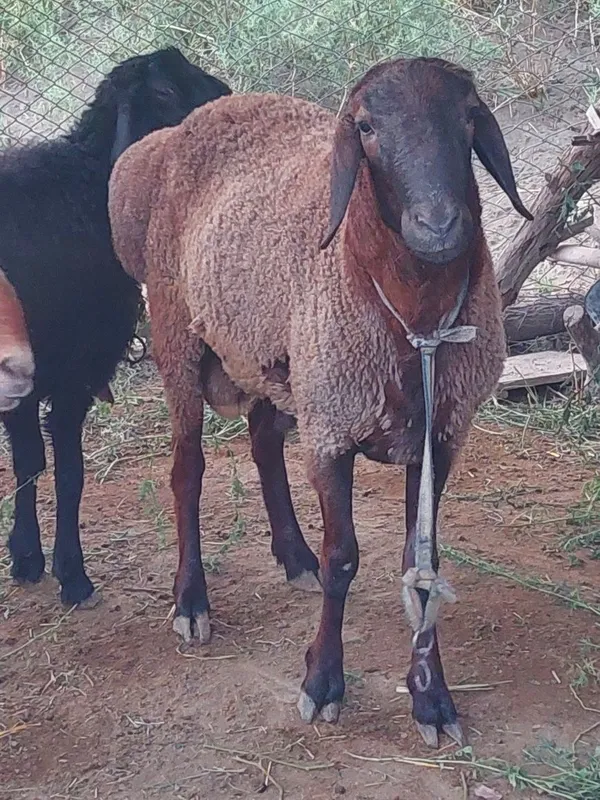 Qozoqi qo'chqor zotdor 1
