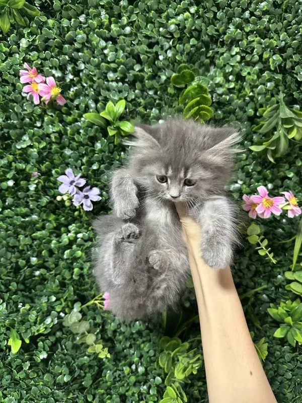 Продаются котятки 1 Продаются котятки 1