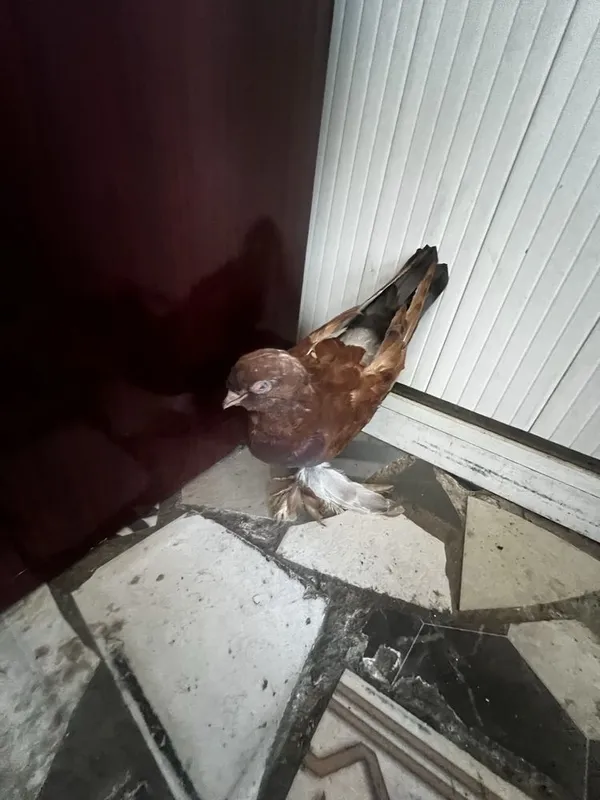 Kaptar bor kozi yomon 2