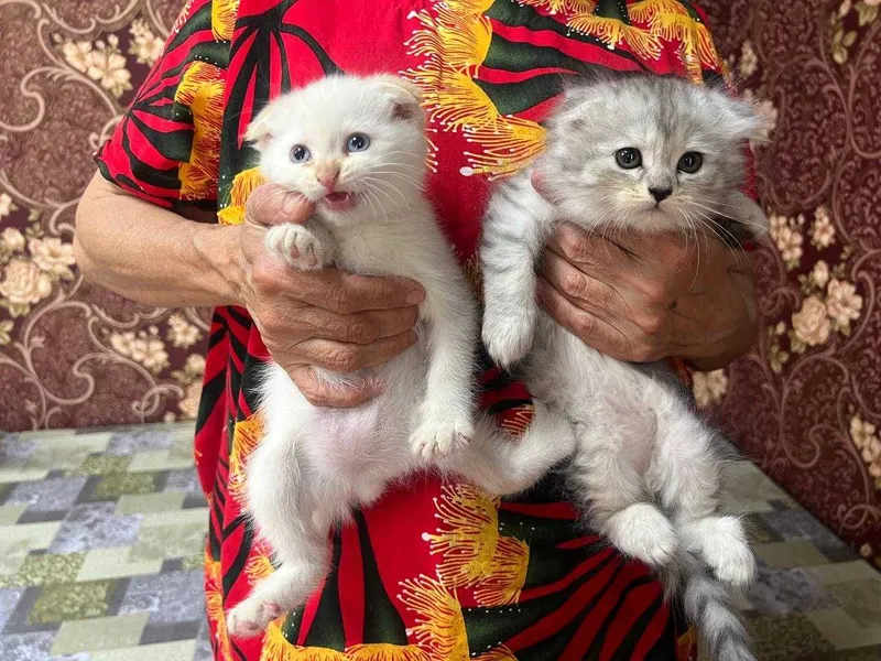 Продам котят породистых — фото 1