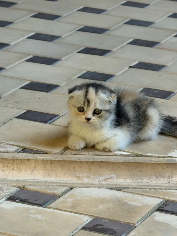 Продаются котята! 4 Продаются котята! 4