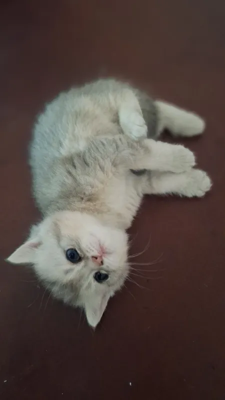Котёнки 1