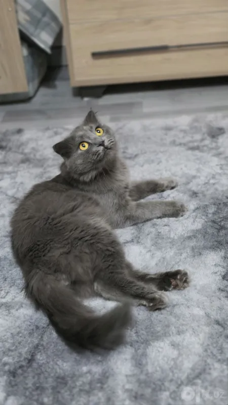 Вязка шотландского вислоухого кота Scottish Fold 4 Вязка шотландского вислоухого кота Scottish Fold 4