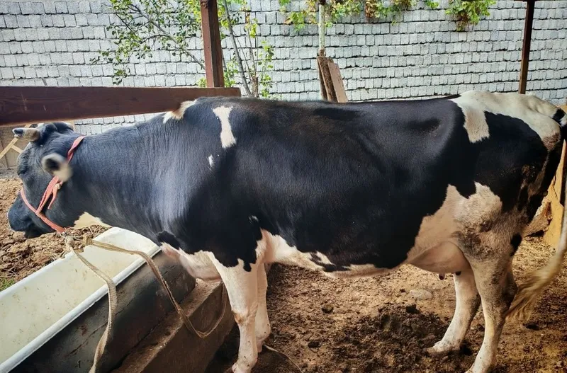 Продаётся корова, отелилась 3 раза 7 Продаётся корова, отелилась 3 раза 7