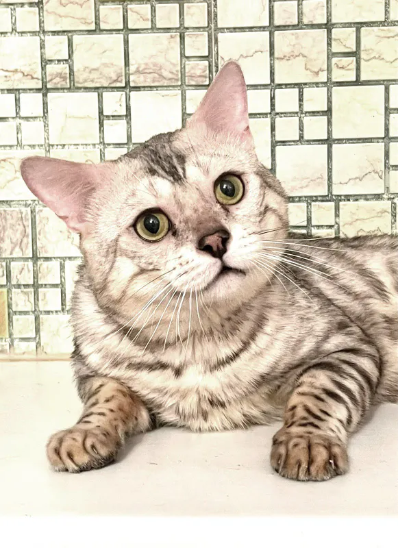 кот