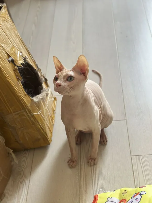 кошка сфинкс девочка 2