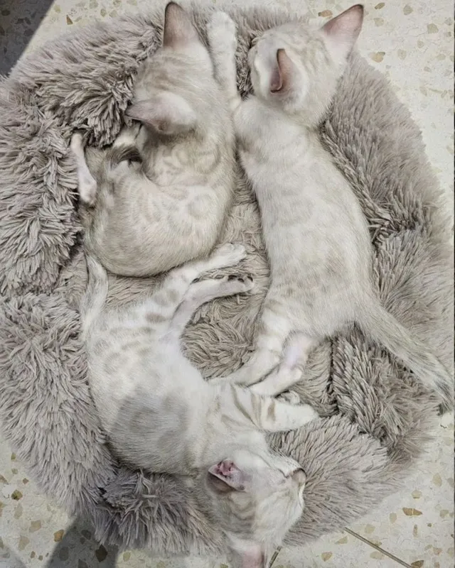 Бенгальские котята — фото 1