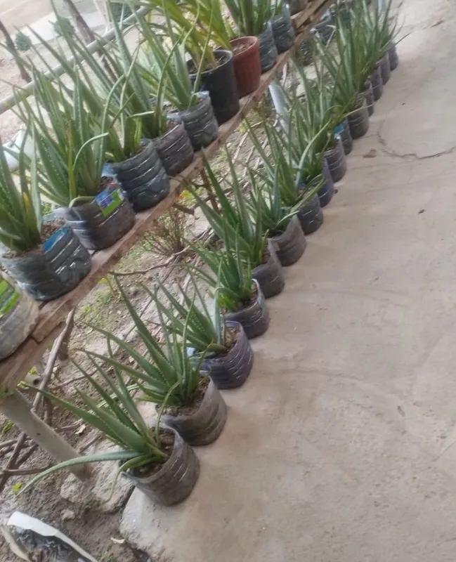 Aloe vera bor.kere bosa bemalol 4