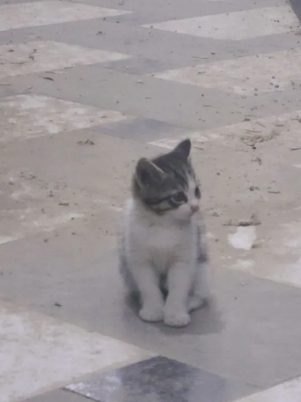 Сибирская кошка метис — фото 3