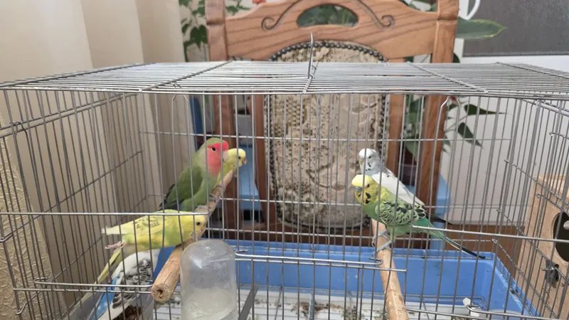 Продаются попугаев 2 Продаются попугаев 2