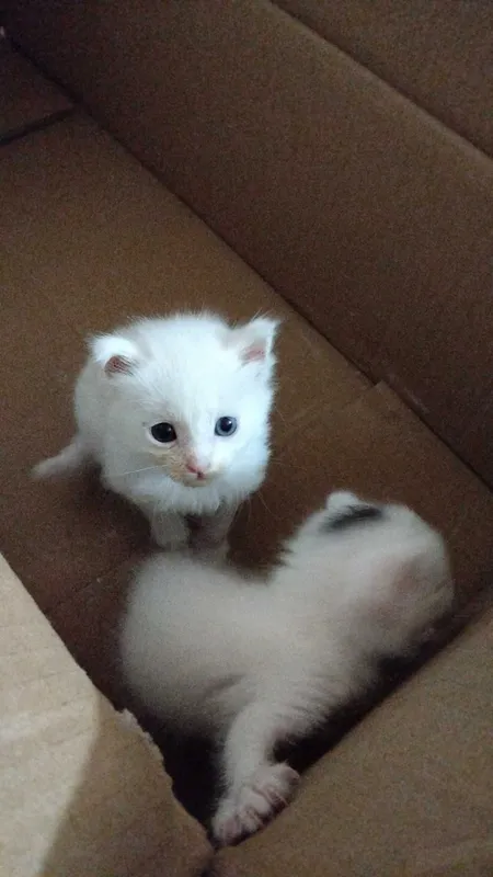 Отдам даром двух котят. — фото 1