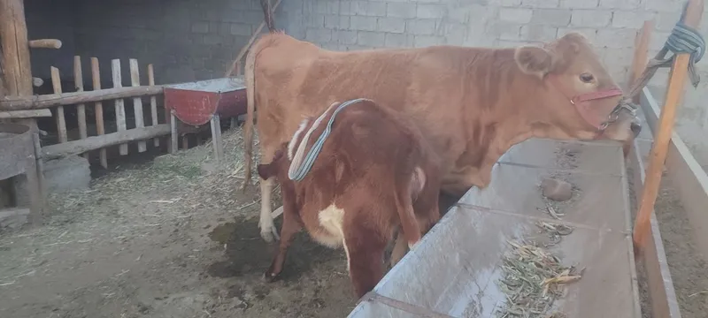 Ona bola sotiladi 1-qorin bolasi 5 oylik — фото 1