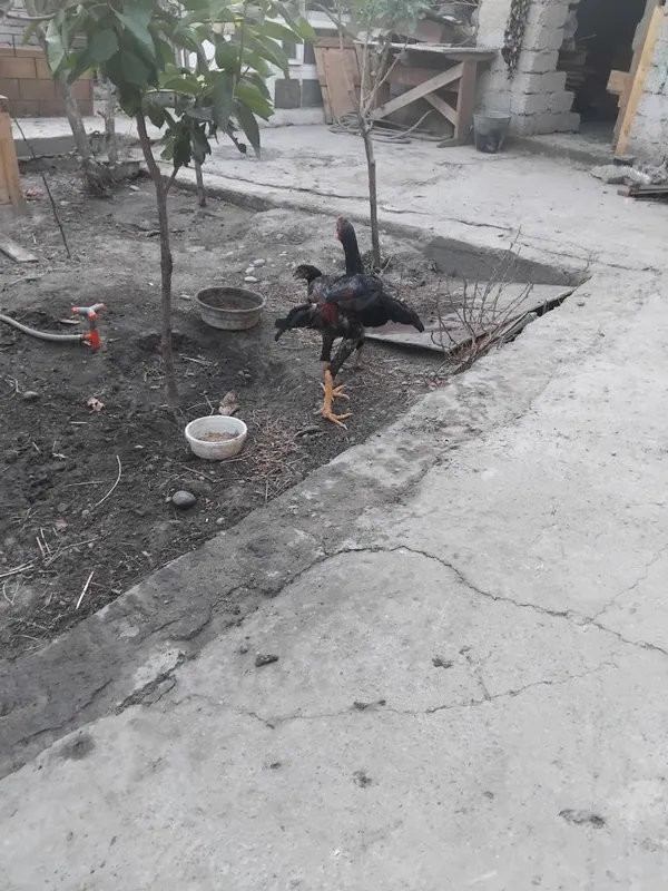 Dakan joja sotilada 2 Dakan joja sotilada 2