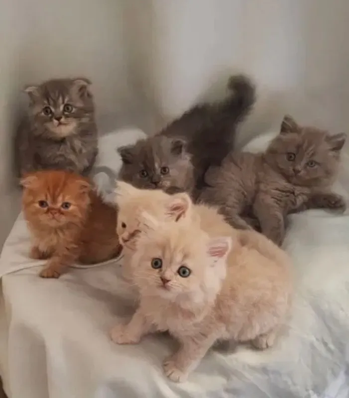Британские/шотландские котята