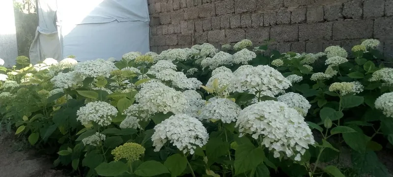Gatenzia guli oq gullaydi — фото 5