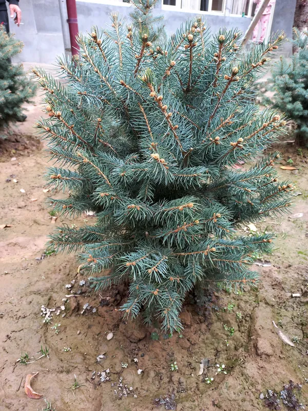 Серо белый ель продаются — фото 1