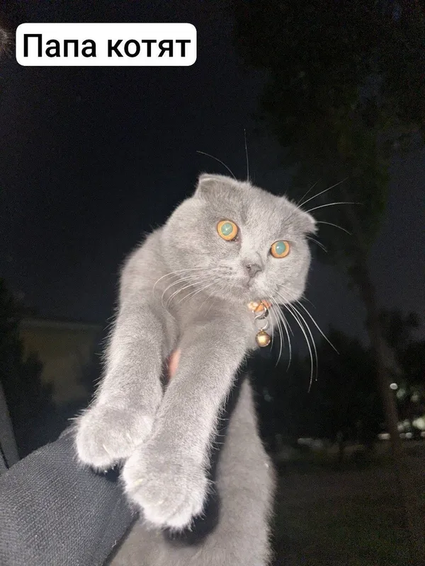 Продаются котята — фото 1