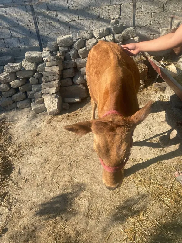 Buqacha Sotiladi 3 Buqacha Sotiladi 3