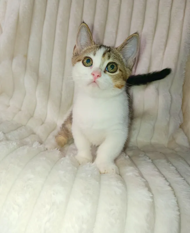 Коротколапый Манчкин беколор – эксклюзивный мальчик 3 Коротколапый Манчкин беколор – эксклюзивный мальчик 3