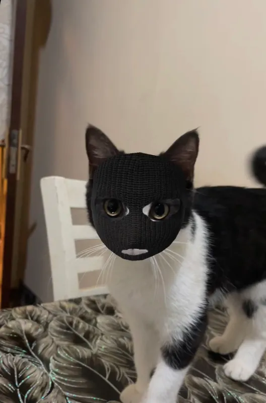 Котёнок бело-чёрный мальчик 2 Котёнок бело-чёрный мальчик 2