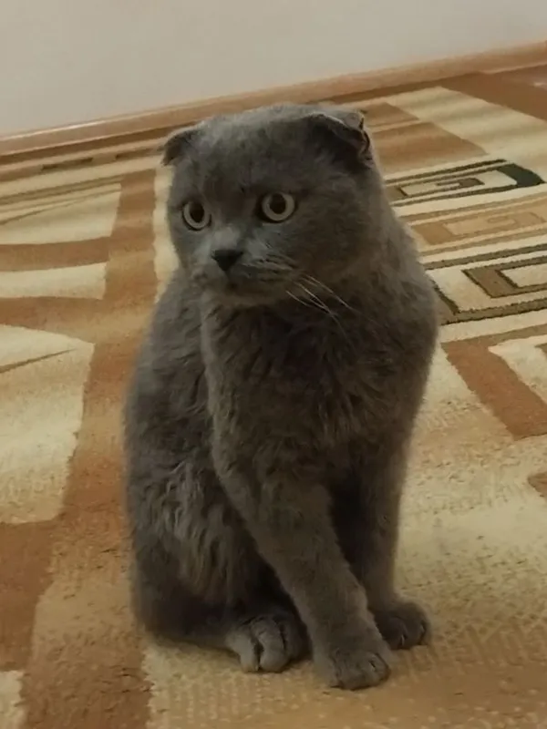Scottish fold seriyrang