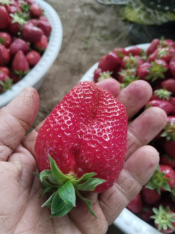 Alba , Kler koʻchatlari bor kelishilgan narxlarda — фото 6